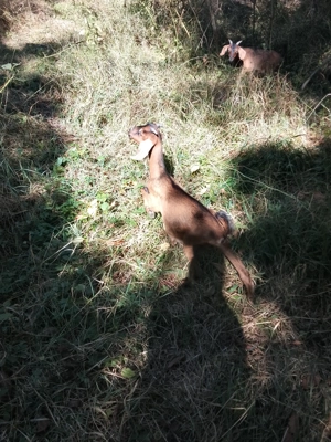 vand iezi anglo-nubieni de 5 luni - imagine 4