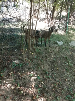 iezi anglo-nubieni de 5 luni - imagine 2