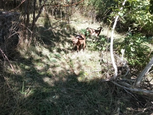 vand iezi anglo-nubieni de 5 luni - imagine 2