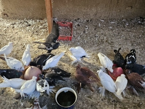  Porumbei de vânzare  - imagine 4