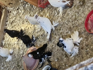  Porumbei de vânzare  - imagine 3