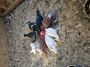  Porumbei de vânzare  - imagine 2