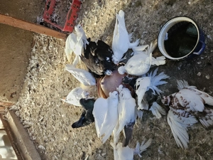  Porumbei de vânzare 