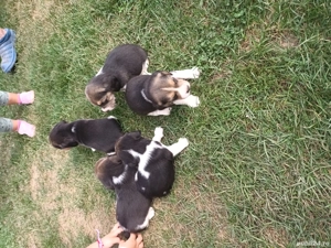 Catelusi Beagle - imagine 5