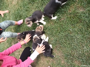 Catelusi Beagle - imagine 4