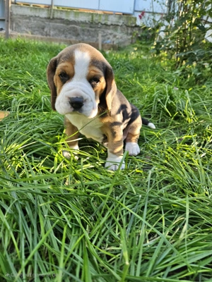 Puiuți beagle tricolor
