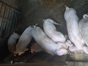 Purcei de vanzare.... - imagine 3