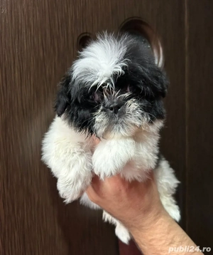catelus shitzu rasa pura  - imagine 3