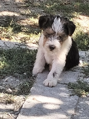 catelusi fox terrieri 