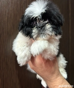 catelus shitzu rasa pura  - imagine 2