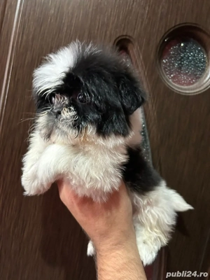 catelus shitzu rasa pura 