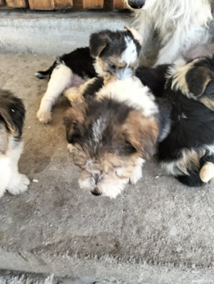 catelusi fox terrieri  - imagine 3 catelusi fox terrieri  - imagine 3