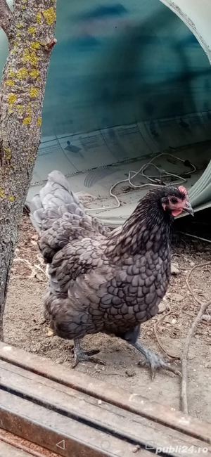 Cocoși și găini Australop de vânzare  - imagine 2