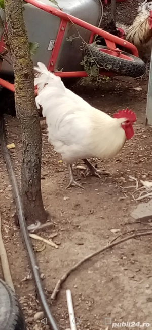 Cocoși și găini Australop de vânzare  - imagine 4