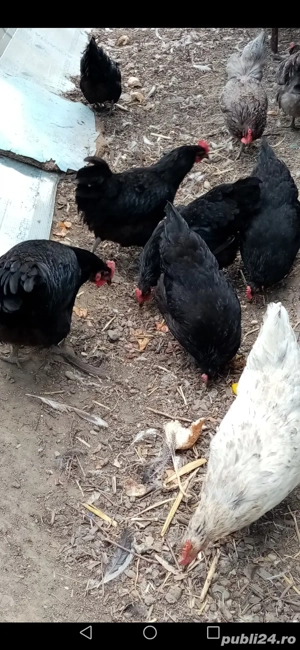 Cocoși și găini Australop de vânzare  - imagine 3