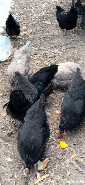 Cocoși și găini Australop de vânzare  - imagine 5