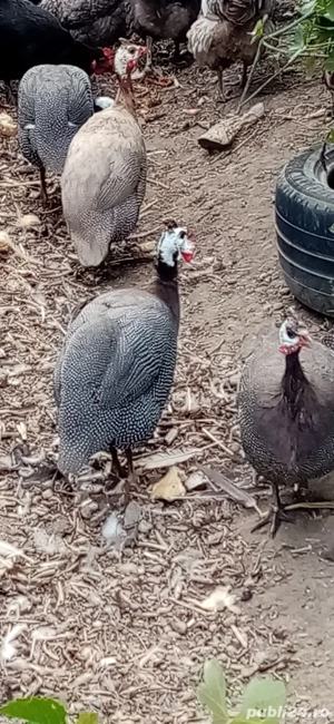 Bibilici și bibiloi de vânzare