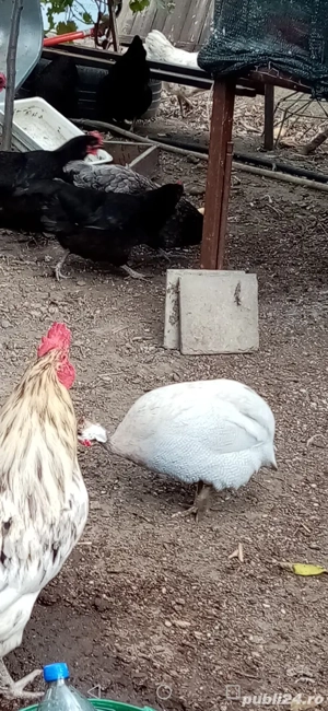 Bibilici și bibiloi de vânzare  - imagine 2