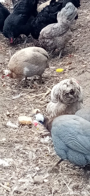 Bibilici și bibiloi de vânzare  - imagine 3