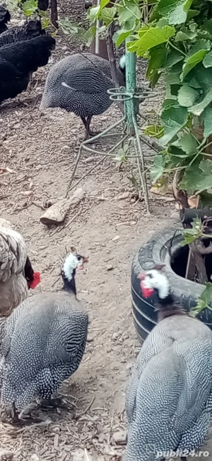 Bibilici și bibiloi de vânzare  - imagine 4