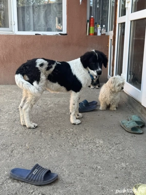 Femela Ciobanesc de Bucovina