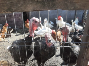 Vând cocoși, rațe și bibilici. - imagine 3 Vând cocoși, rațe și bibilici. - imagine 3