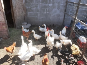 Vând cocoși, rațe și bibilici. - imagine 4 Vând cocoși, rațe și bibilici. - imagine 4