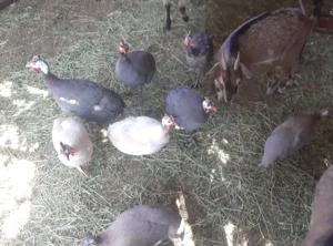 Vând cocoși, rațe și bibilici. - imagine 5 Vând cocoși, rațe și bibilici. - imagine 5