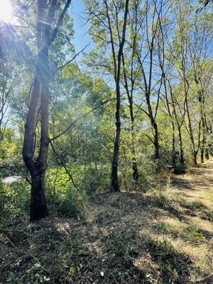 Teren intravilan în comuna Mârzănești,județ Teleorman cu heleșteu și pădure, - imagine 6