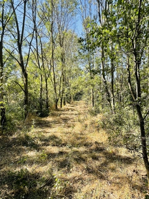 Teren intravilan în comuna Mârzănești,județ Teleorman cu heleșteu și pădure, - imagine 4