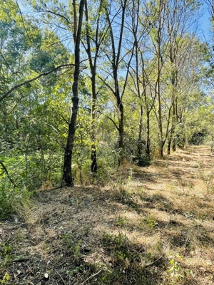 Teren intravilan în comuna Mârzănești,județ Teleorman cu heleșteu și pădure, - imagine 7