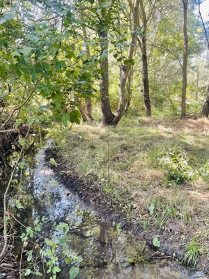 Teren intravilan în comuna Mârzănești,județ Teleorman cu heleșteu și pădure,