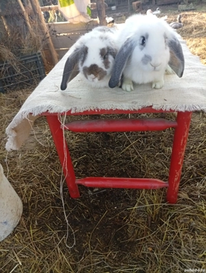 vând iepuri berbeci german și californian vând urgent