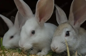 Vând 4 iepuri hycole.