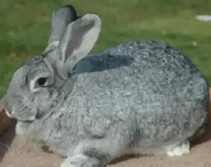 Vând 4 iepuri hycole. - imagine 2