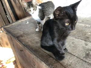 Pisicuti spre adoptie Gorj - imagine 4