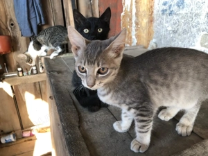 Pisicuti spre adoptie Gorj - imagine 3