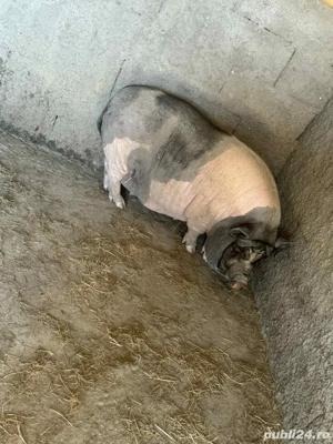 Purcea vietnameza - imagine 2  Purcea vietnameza - imagine 2