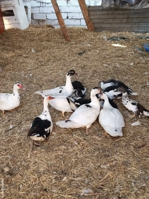 mai am trei ratoi de dat