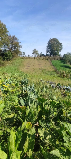 Vanzare casa Morut, judetul Bistrita-Nasaud - imagine 2