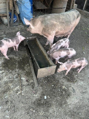 Vand purcei de rasa pietran