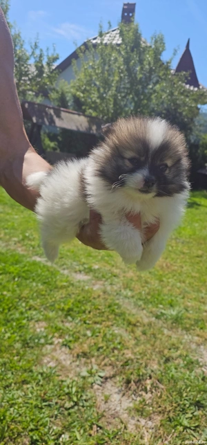 Pomeranian de vinzare
