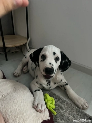 Dalamtian isi cauta familie. 