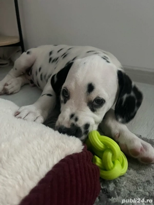 Dalamtian isi cauta familie.  - imagine 2