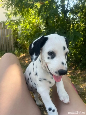 Dalamtian isi cauta familie.  - imagine 3