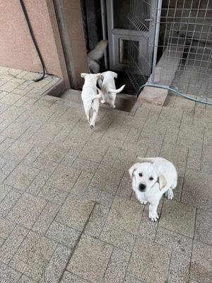 Golden Retriever pui - caut stapan - imagine 4 Golden Retriever pui - caut stapan - imagine 4