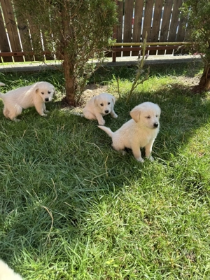 Golden Retriever pui - caut stapan - imagine 2 Golden Retriever pui - caut stapan - imagine 2