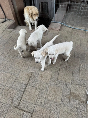 Golden Retriever pui - caut stapan - imagine 3 Golden Retriever pui - caut stapan - imagine 3