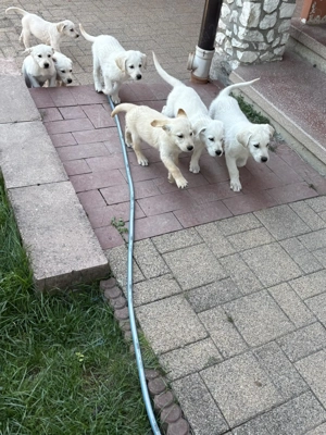 Golden Retriever pui - caut stapan - imagine 5 Golden Retriever pui - caut stapan - imagine 5