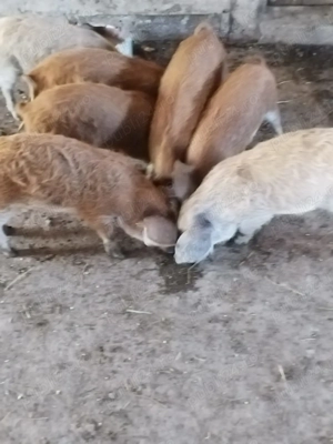 Vand purcei mangalita 